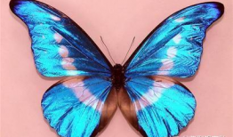 蝴蝶国产精品,国产精品，绽放东方之美